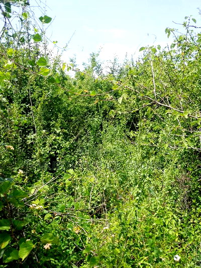 46 Acres With Title - Image 4