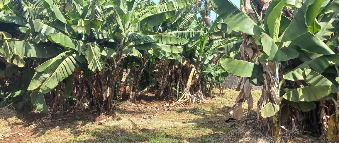 Quarter Acre Garden Plot at KSh 12M