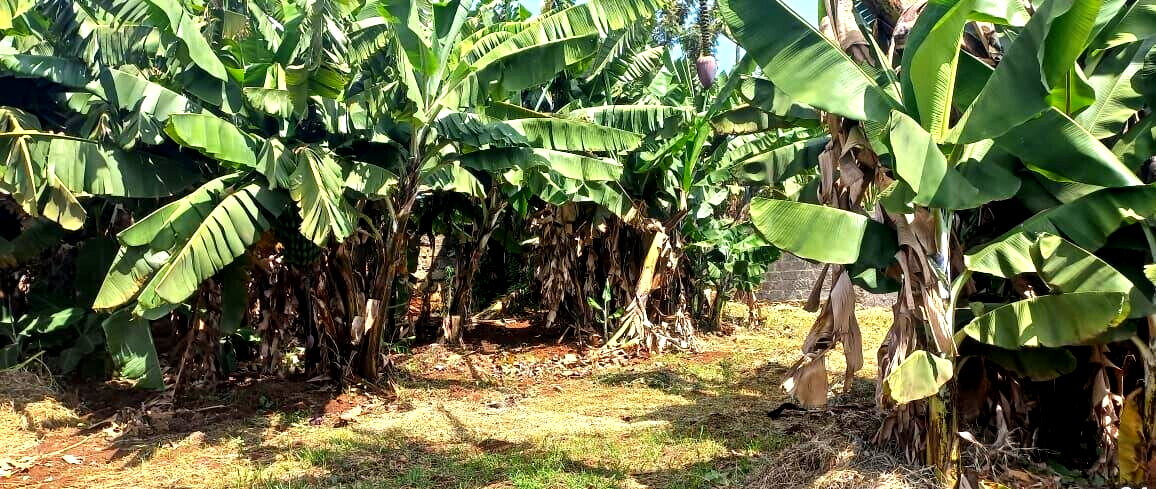 Quarter Acre Garden Plot at KSh 12M