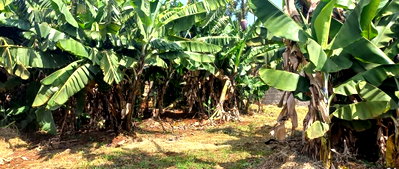 Quarter Acre Garden Plot at KSh 12M