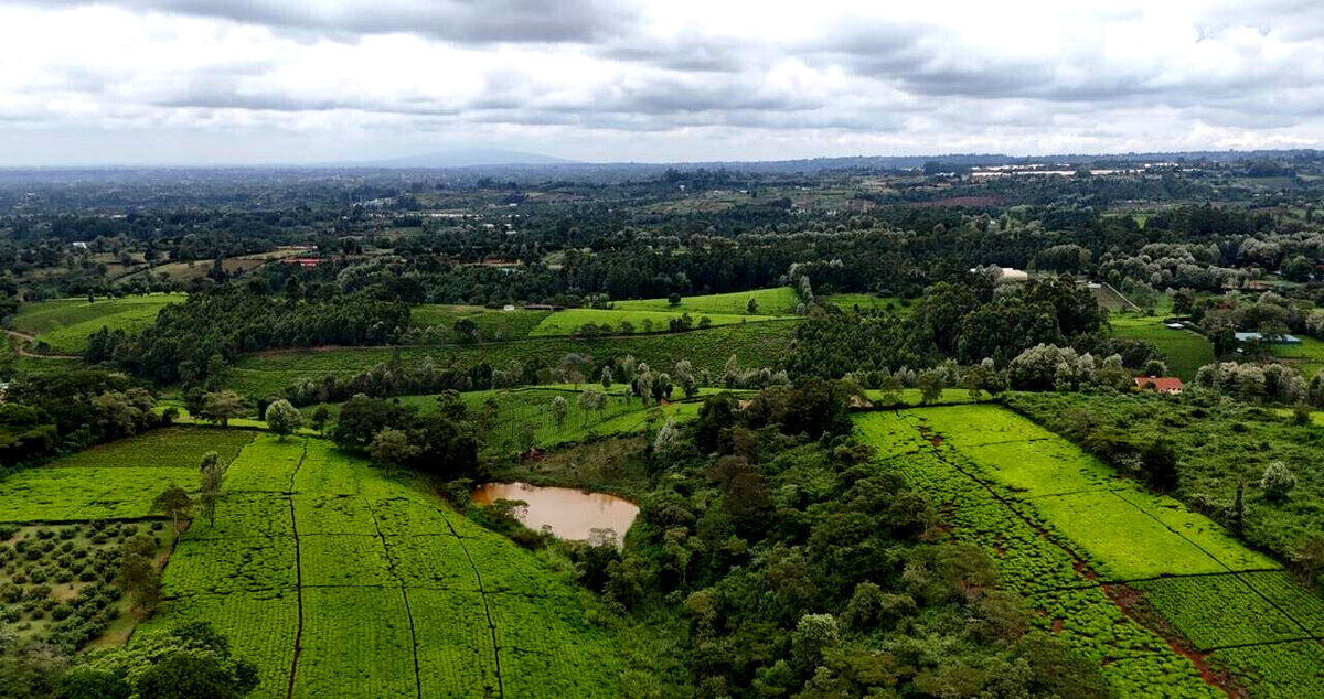 Tigoni's Best Kept Secret: 1/2 Acre Plot