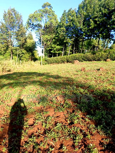 Half Acre Kibiku - Image 4