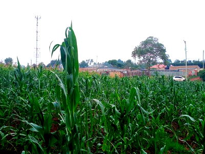 Prime 1/4acre Land for Sale in Kipkorgot, Eldoret - Image 2