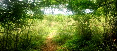 Embu County, Mutuobare Town 2acres Along the Main Tarmac - Image 10