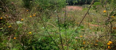 Embu County, Mutuobare Town 2acres Along the Main Tarmac - Image 8