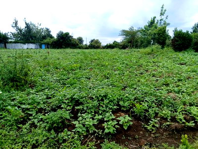 Distress Sale! Half Acre Plot With Good Views in Matasia - Image 2