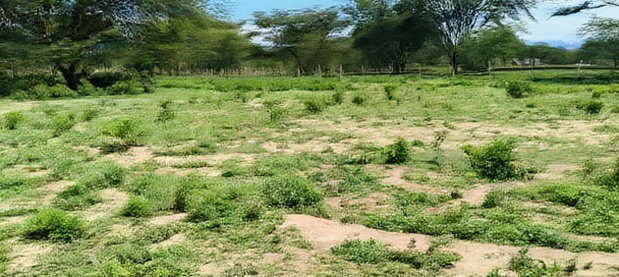 Nakuru Prime Plots for Sale