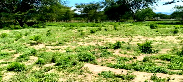 Nakuru Prime Plots for Sale