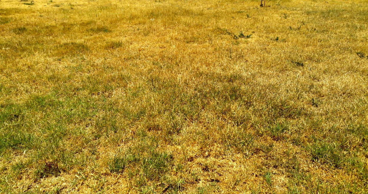 Half Acre Plot in Uthiru