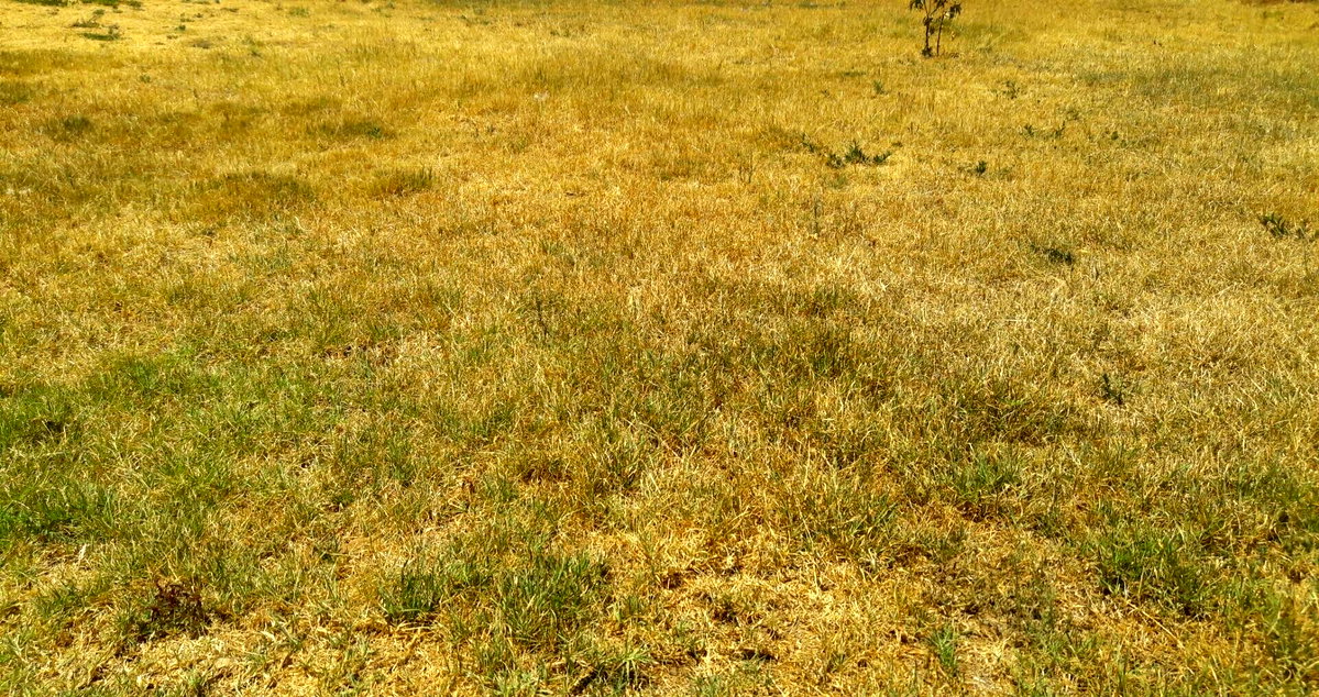 Half Acre Plot in Uthiru