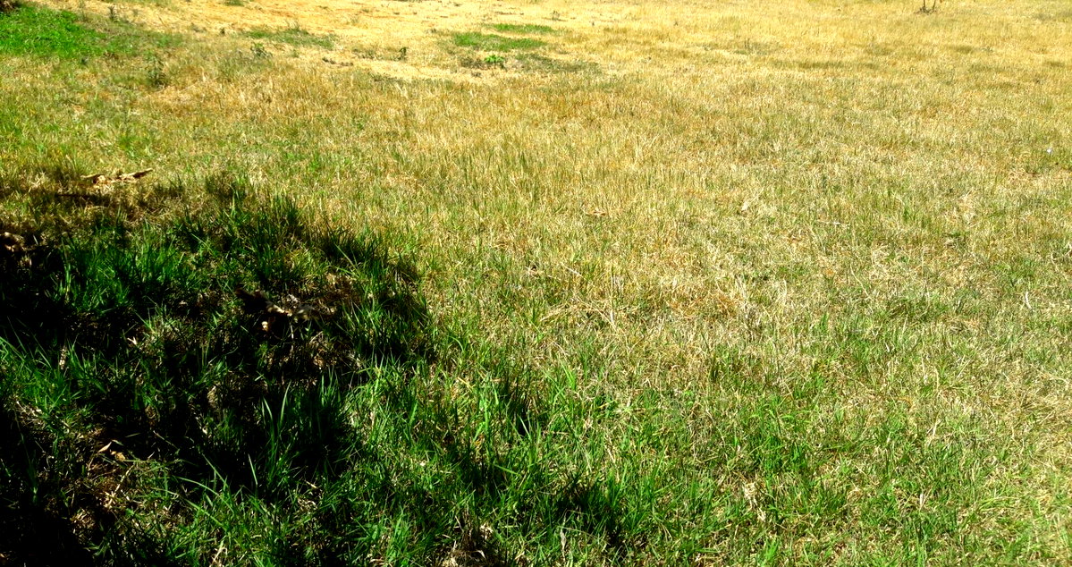 Half Acre Plot in Uthiru