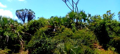 High-End 8 Acres Beach Plot on Sale in Msambweni Beach. - Image 11