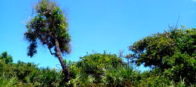 High-End 8 Acres Beach Plot on Sale in Msambweni Beach. - Image 4