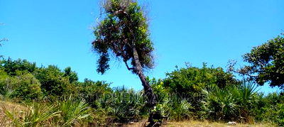 High-End 8 Acres Beach Plot on Sale in Msambweni Beach. - Image 2