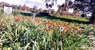 1.1 Acre Garden Plot in Karen