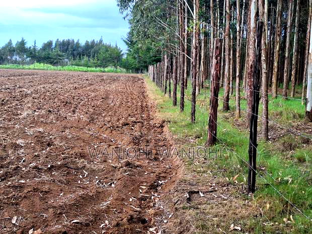 1/2 Acre Plots in Nyahururu