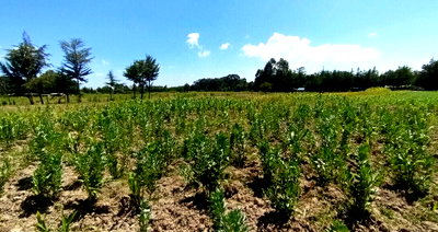 1.5 Acres Pet Friendly Land in Nyandarua