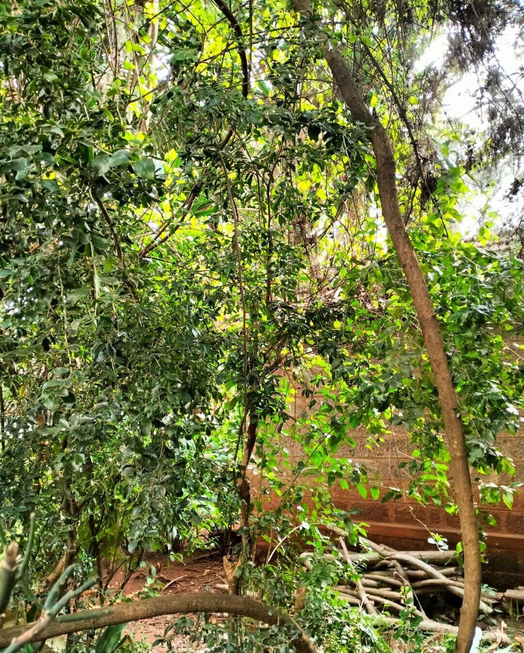 2-Acre Westlands Gem at KSh 800M