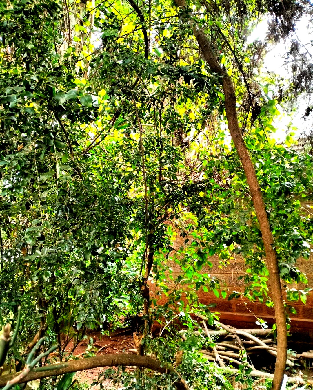 2-Acre Westlands Gem at KSh 800M