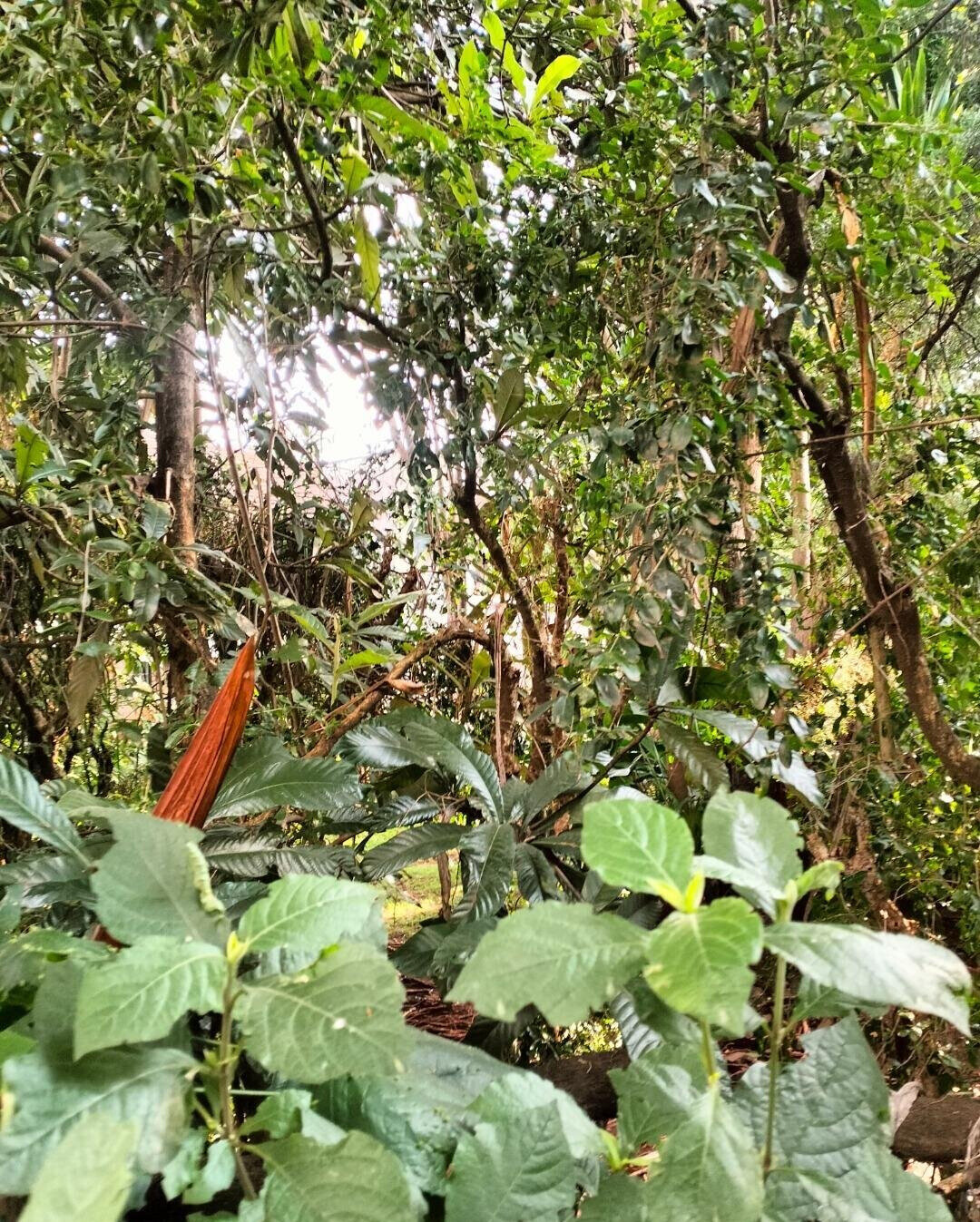 2-Acre Westlands Gem at KSh 800M
