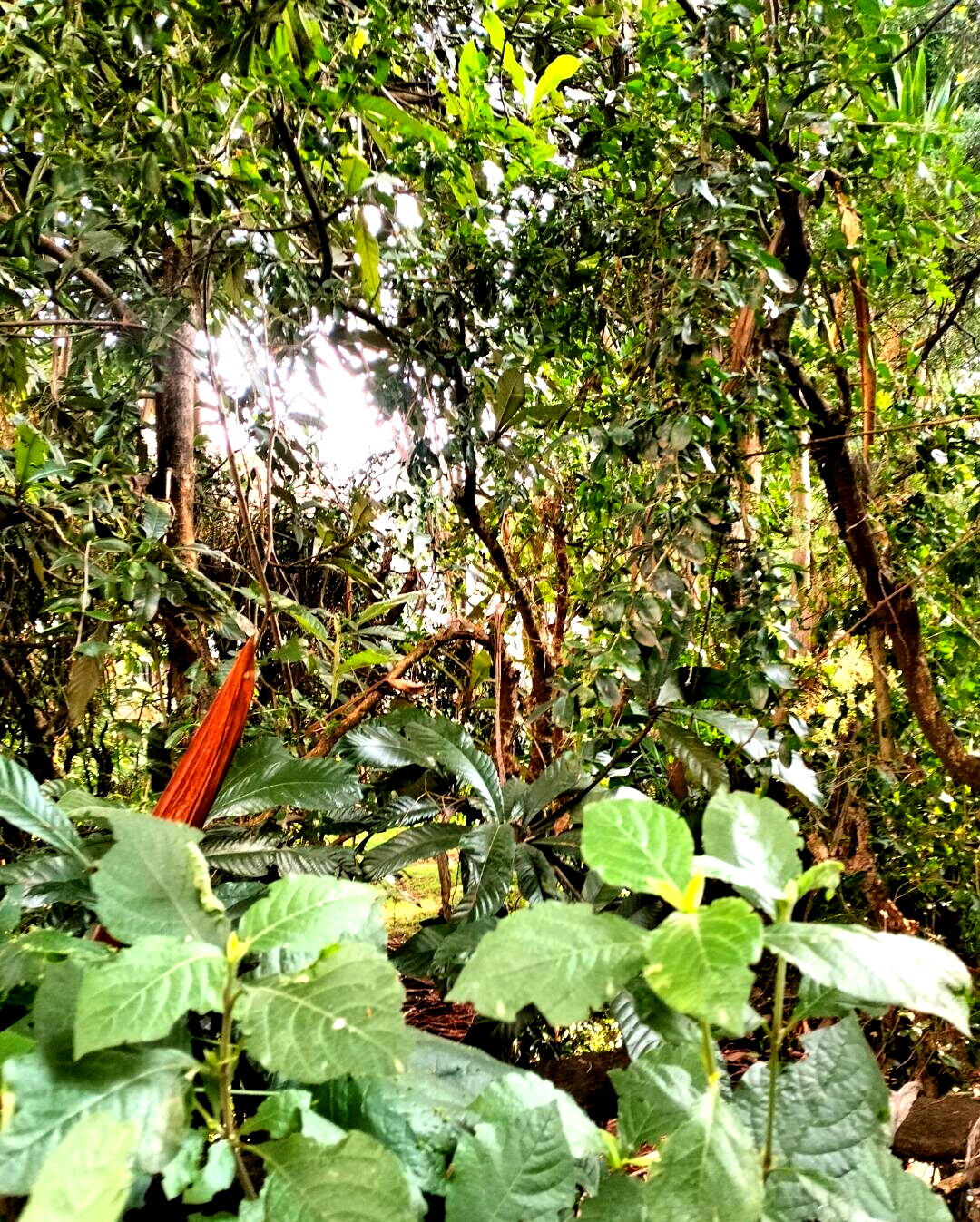2-Acre Westlands Gem at KSh 800M
