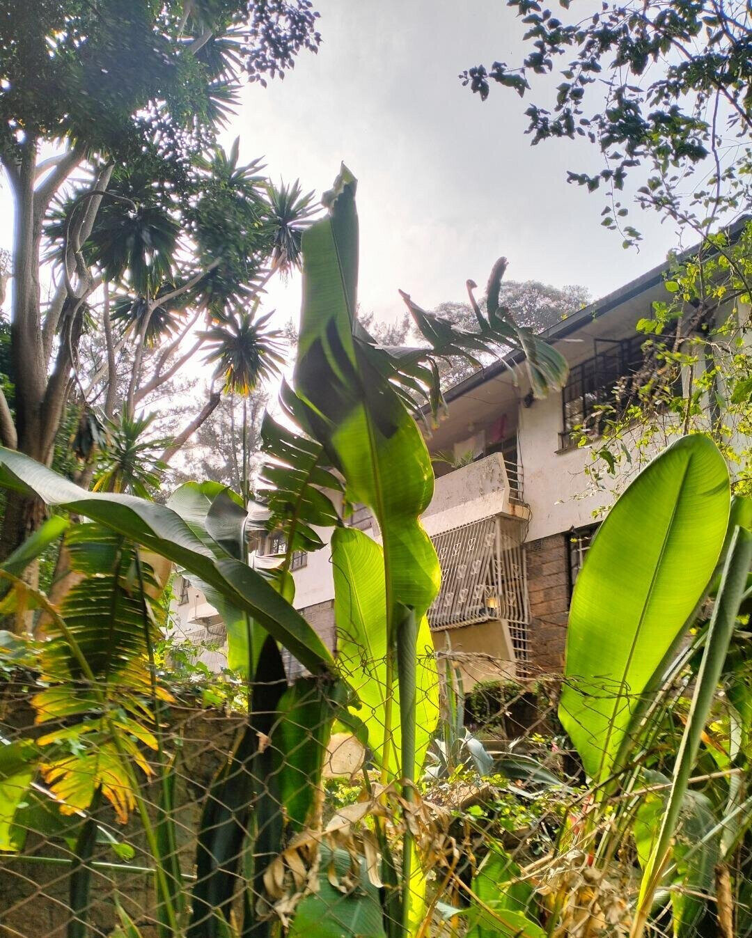 2-Acre Westlands Gem at KSh 800M