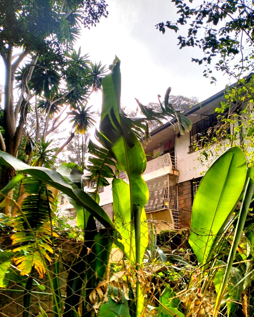 2-Acre Westlands Gem at KSh 800M