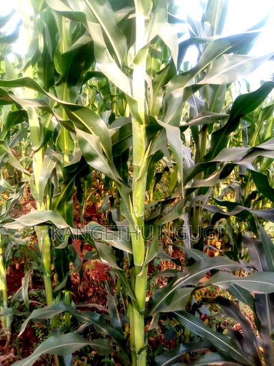 40x80 Plot Matropi Estate Kiambu - Image 2