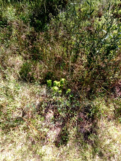 Land for Sale in Rimpa, Ongata Rongai - Image 3