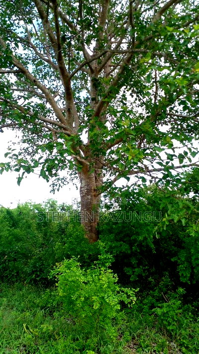 1 Acre Prime Plot on Sale at Kinondo in Ukunda Urban Zone. - Image 3