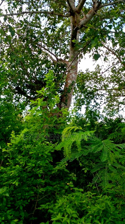 1 Acre Prime Plot on Sale at Kinondo in Ukunda Urban Zone. - Image 4