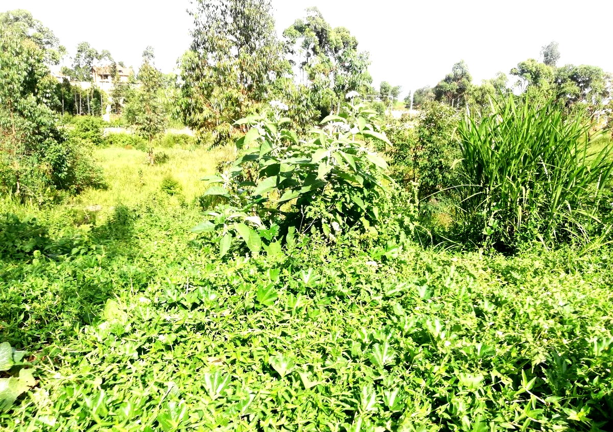 Garden Oasis on Half Acre