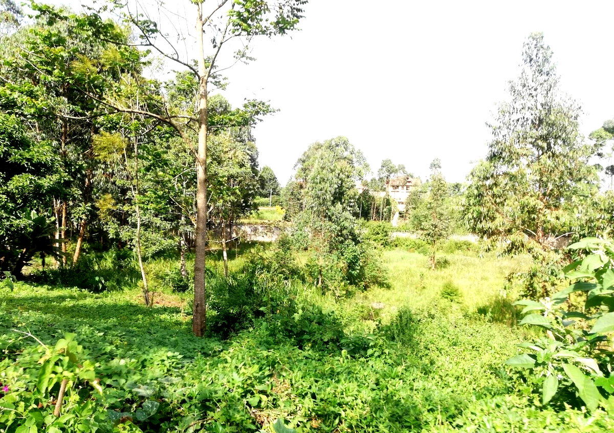 Garden Oasis on Half Acre
