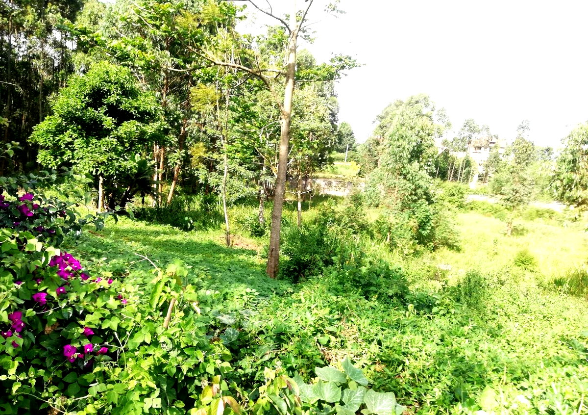 Garden Oasis on Half Acre