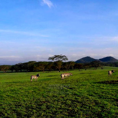 Prime Lake Frontage Conservancy Ranch Naivasha - Image 3