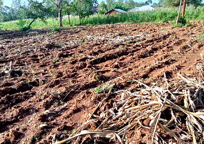 Quarter Acre Plot with Garden in Migori
