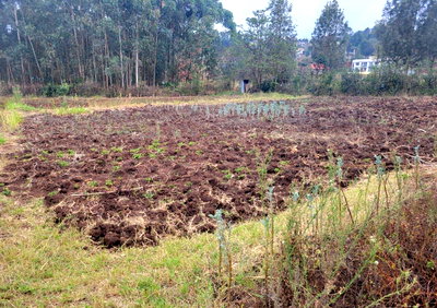 1/8 Acre Plot in Kibiku