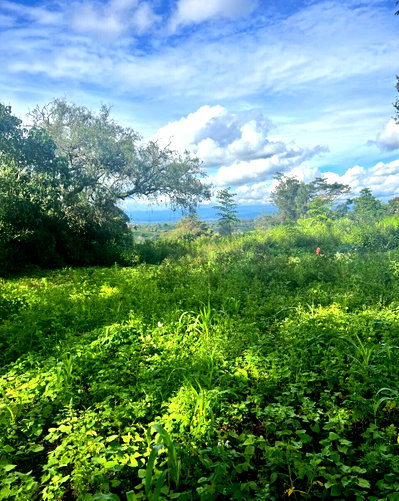 KSh 4.5M Investment Plot in Nyeri
