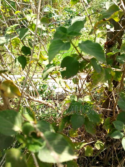 Muoki Daniel - Image 5