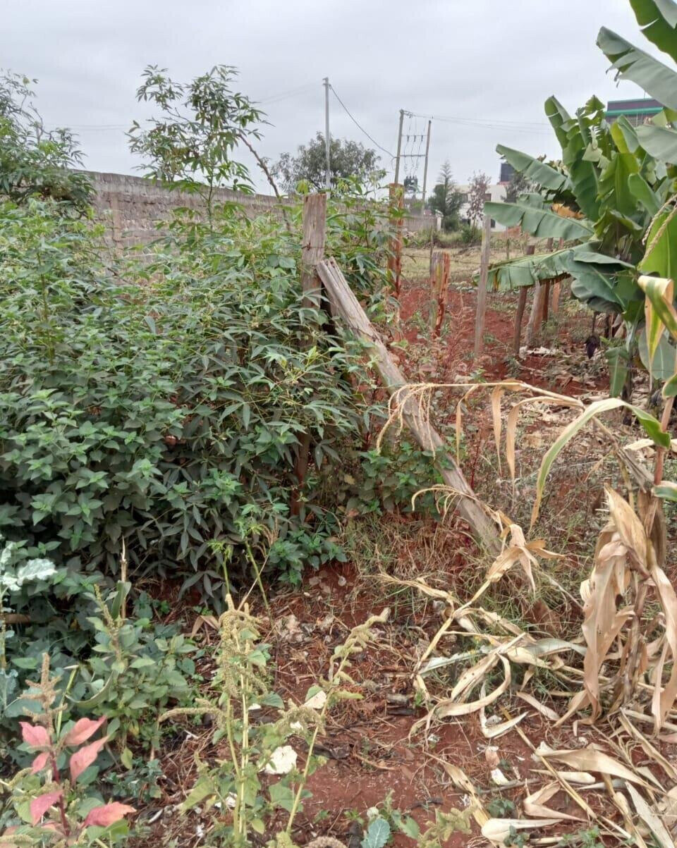 50x100 Plot with Garden in Thika