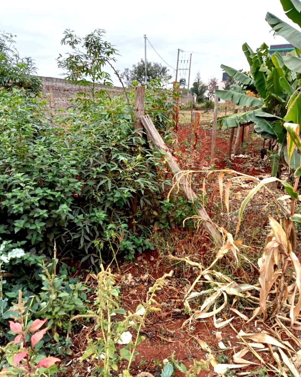 50x100 Plot with Garden in Thika