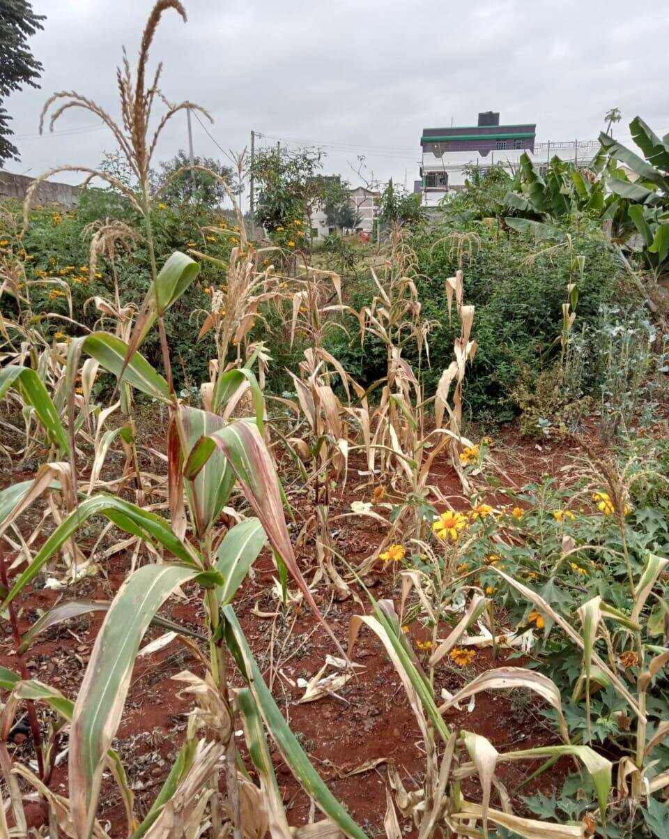 50x100 Plot with Garden in Thika
