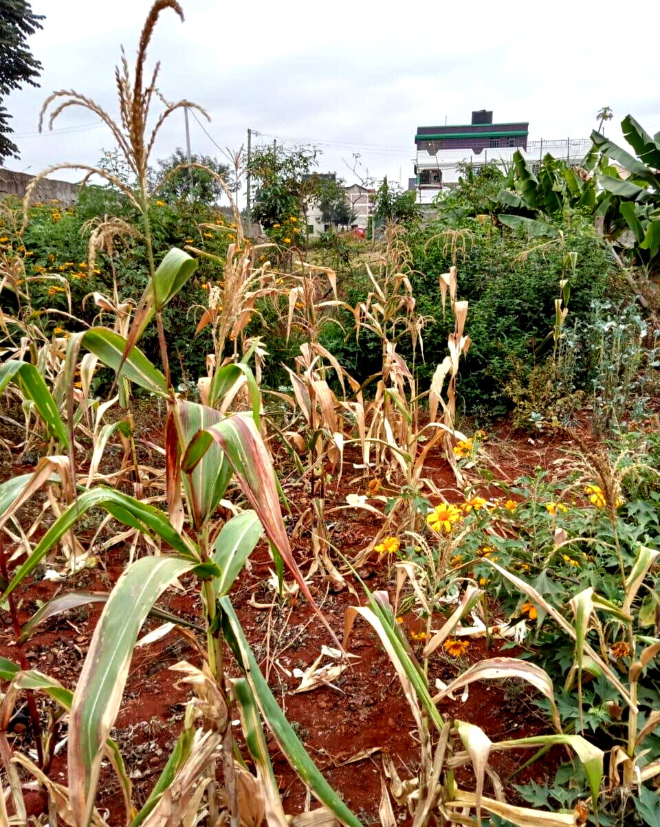 50x100 Plot with Garden in Thika