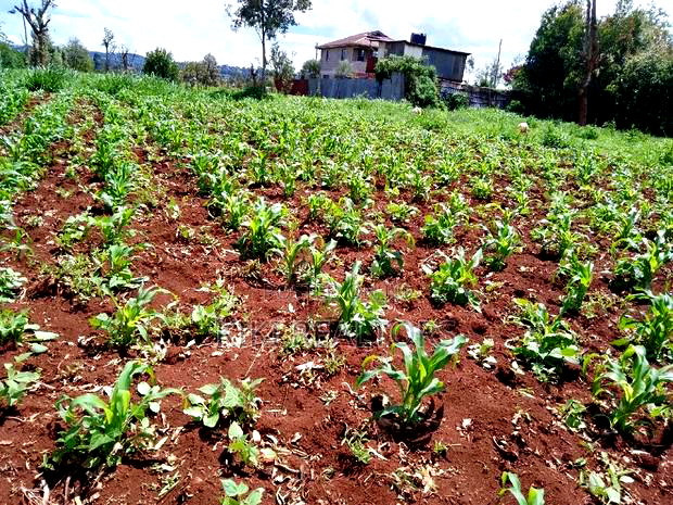 Kikuyu Kerwa Prime Plots 100*100