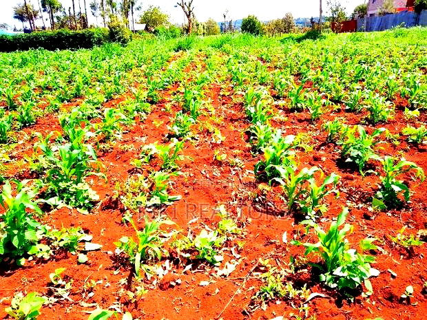 Kikuyu Kerwa Prime Plots 100*100