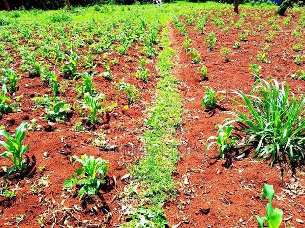 Kikuyu Kerwa Prime Plots 100*100