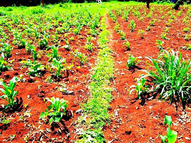 Kikuyu Kerwa Prime Plots 100*100
