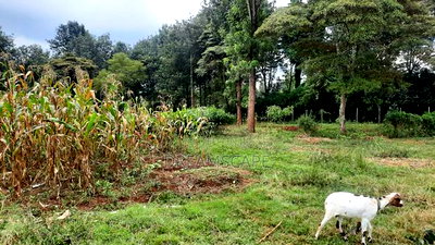 Karen 5 Acres- For Sale - Image 1