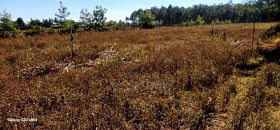 1 Acre Land For Sale In Kipkorgot Eldoret - Image 1