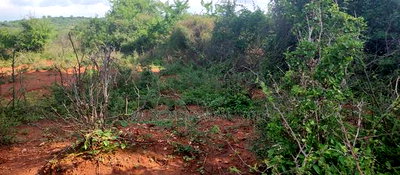 Embu County, Mutuobare Commercial 50x100 Plots Tarmac Road. - Image 11